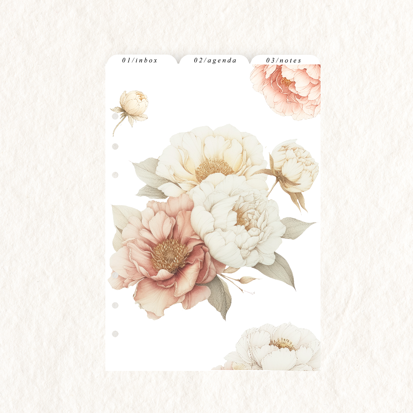 Peonie Dividers | Vellum